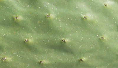cactus pad
