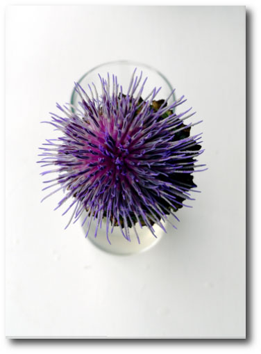 thistle against a white background